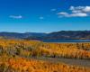 Descubriendo Pando, el árbol forestal más antiguo del mundo