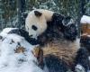 Las crías de panda del zoológico belga Pairi Daiza viajarán a China