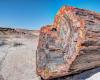 ¿Cómo se convirtieron estos bosques en piedra?