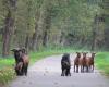 Abandonadas y abandonadas a su suerte, estas cabras encontraron refugio en este pueblo de Oise