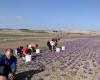 INFORMES. El azafrán de Kozani, este “oro rojo” amenazado por el cambio climático