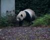 Un último y conmovedor adiós antes de la partida de los tres pandas gigantes nacidos en Pairi Daiza: “Los vi nacer, crecer, partir… Estoy desolada”