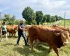 La Ferme de l’Arche, una de las últimas explotaciones ganaderas del Valle del Oise