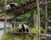 Es el último día para admirar a Bao Di y Bao Mei, los pandas nacidos en Bélgica