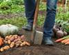 Debes completar estas tareas de jardinería en noviembre.