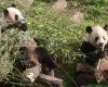 Los pandas nacidos en Bélgica abandonan Pairi Daiza: el “pequeño regalo” del parque de animales a los visitantes (vídeo)