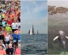 Zancadas, Vendée Globe, ballenas… Las 5 cosas para recordar del fin de semana en el Canal de la Mancha