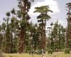 Los científicos se movilizan por el bosque de cedros de Marruecos [INTÉGRAL]