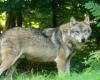 Lobo, ¿estás ahí? ¡Un lobo en Gironda!