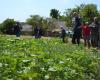 las ventajas de las cubiertas vegetales cortas