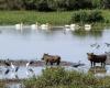 Desarrollo sostenible: equipamiento valorado en 40 millones de FCFA ofrecido a cooperativas de mujeres en la reserva de la biosfera del delta del río Senegal – VivAfrik