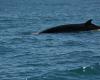 El cadáver de una ballena encontrado en una playa del Canal de la Mancha