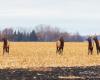 Fotógrafo captura un raro avistamiento de alces cerca de Fargo – InForum