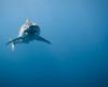 Continúa la investigación sobre los grandes tiburones blancos en el Golfo – Portail des Îles de la Madeleine