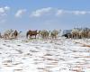 Sorprendentes imágenes de un desierto cubierto de granizo y nieve en Arabia Saudita