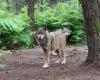 En Finistère, el lobo tiene un museo único en Francia