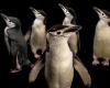 Estos padres pingüinos sobreviven con microsiestas de 4 segundos