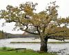 ¿El árbol más bello de Francia se encuentra en la abadía de Saint-Maurice en Clohars-Carnoët?