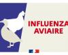 Influenza aviar: primer caso detectado en Allier – Comunicados de prensa 2024 – Comunicados de prensa – Noticias