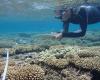 Los arrecifes de coral de la Isla de la Reunión en tiempo prestado