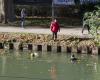 Tolosa. Pescado en el Canal du Midi, un hombre entre la vida y la muerte