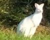 Un ualabí blanco vaga libremente por una ciudad de Vendée