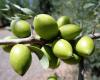 Marruecos apuesta por el árbol de argán