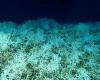 El coral más grande del mundo descubierto en las Islas Salomón