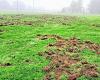 En Jugon-les-Lacs, arado por jabalíes, el campo de fútbol vallado por el municipio