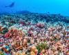 El coral más grande del mundo descubierto en las Islas Salomón.