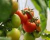 ¿Por qué es controvertido el proyecto de la mayor fábrica de tomates de Europa?