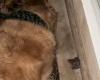 En medio de la tormenta, un Golden Retriever lleno de bondad prefiere proteger a su amiga la rana antes que regresar a casa (vídeo)