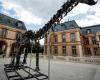 Un esqueleto de dinosaurio gigante vendido por 6 millones de euros en Yvelines: Noticias