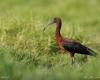 Un festival ornitológico en el Etang du Gol para concienciar sobre la protección de las aves endémicas de la Isla de la Reunión.