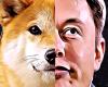 DOGE: se abandona definitivamente la demanda contra Elon Musk por Dogecoin