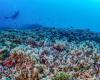 Descubierto el coral más grande del mundo, tan grande que es visible desde el espacio