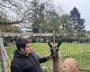 Un lama en una granja educativa, una primicia en el Valle del Oise