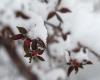 Advertencias de clima invernal en los Estados Unidos, donde se podría ver nieve este fin de semana