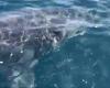 Un gran tiburón blanco observado en las aguas de Port-Cros