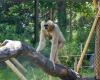 En Lyon, 16 asociaciones piden a Grégory Doucet que cierre el zoológico de la Tête d’Or