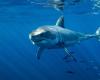 Var: un gran tiburón blanco observado en las aguas de Porquerolles