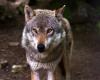 Wolf en Finistère: nuevas medidas adoptadas