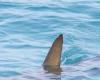 Un gran tiburón blanco de 4 metros observado frente a la costa de Var