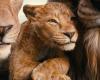 El tráiler final de ‘Mufasa: El Rey León’ presenta una aventura épica: Míralo aquí