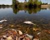 Un volumen de agua fatal para la fauna acuática: el sindicato paritario Gers Trigone declarado culpable