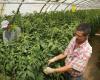 Las ventas están cayendo, los agricultores al final del túnel.