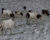 Lamoura. La nieve apareció tímidamente en el Alto Jura