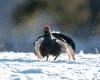 Altos Alpes: suspensión de la caza de galliformes