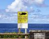 Reunión. La aparición de un tiburón provoca una evacuación en plena competición de surf