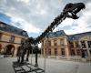 RTL Infos – Yvelines: Un esqueleto de dinosaurio gigante vendido por 6 millones de euros